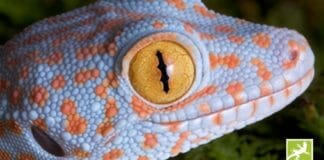hubergroup, NC-Farben, Gecko