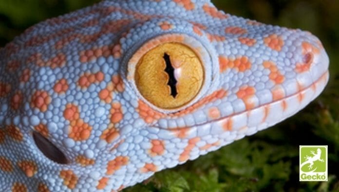 hubergroup, NC-Farben, Gecko