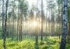 EcoVadis, Metsä