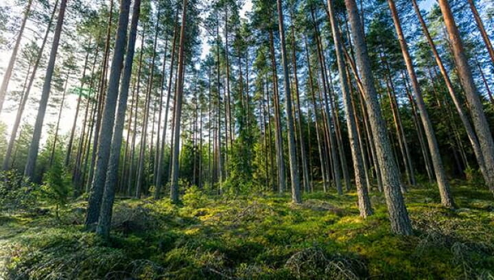 UPM Raflatac, FSC-Zertifizierung, Release Liner, Trägermaterial,