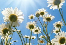 Konica Minolta, Nachhaltigkeit,