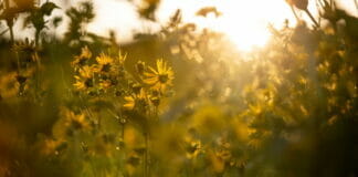 Berberich, OutNature, Papier,