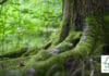 Ellerhold, FSC-Zertifizierung,