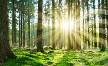 Securikett, FSC-Zertifizierung,