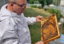 Folit, Bienen,