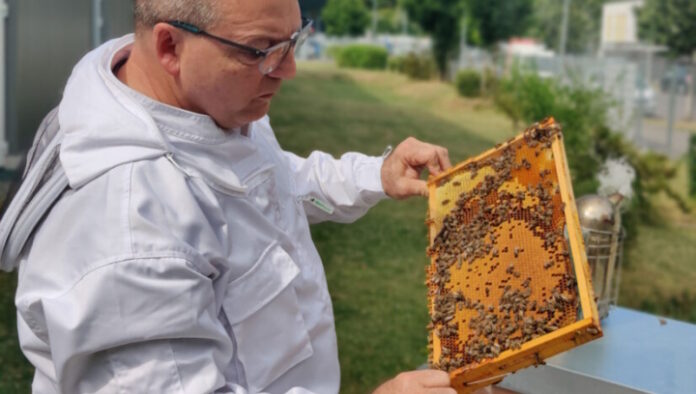 Folit, Bienen,