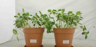 Cortec, biologisch abbaubare Folien, Eco Works 100, kompostierbare Folien,