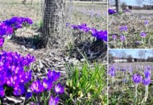 Vom Herbstprojekt zur Frühlingsfreude smart-TEC, Rathgeber,