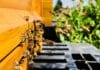 Carini, Bienen,