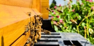 Carini, Bienen,