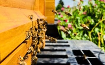 Carini, Bienen,