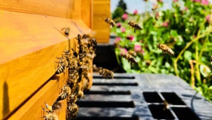 IND_Carini-Bienen Mai 2026 Carini, Bienen,