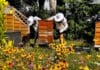 Carini, Bienen,