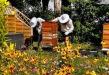 Beecareful: Kleine Wiese, große Wirkung Carini, Bienen,
