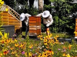 Carini, Bienen,