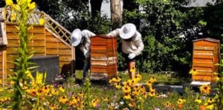 Carini, Bienen,