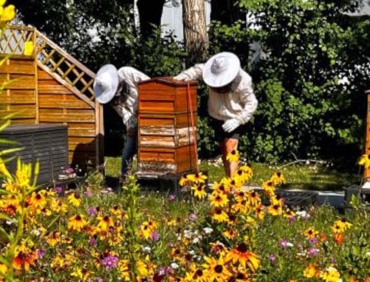 Carini, Bienen,