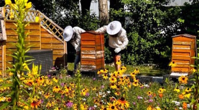 Carini, Bienen,