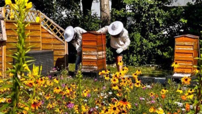 IND_Carini-Bienen Juli 2026 Carini, Bienen,